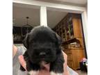Schnauzer (Miniature) Puppy for sale in Four Oaks, NC, USA