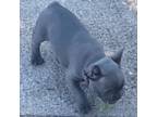 French Bulldog Puppy for sale in Beatrice, NE, USA