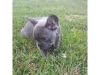 French Bulldog Puppy for sale in Beatrice, NE, USA