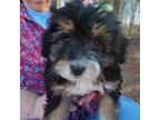 Mutt Puppy for sale in Cassatt, SC, USA