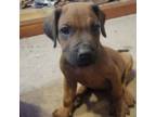 Rhodesian Ridgeback Puppy for sale in Overgaard, AZ, USA