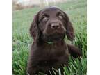 Boykin Spaniel Puppy for sale in Russellville, OH, USA