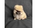 Pomeranian Puppy for sale in Holden, MO, USA