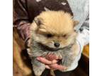 Pomeranian Puppy for sale in Holden, MO, USA