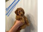 Poodle (Toy) Puppy for sale in Sacramento, CA, USA