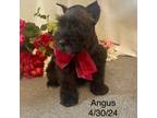 Schnauzer (Miniature) Puppy for sale in Antlers, OK, USA