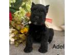 AKC Adeline