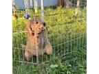 Brown puppy