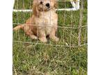 Goldendoodle Puppy for sale in Bokchito, OK, USA