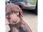 Labradoodle Puppy for sale in Riverdale, GA, USA