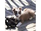 Border Collie Puppy for sale in Wichita, KS, USA