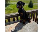 Doberman Pinscher Puppy for sale in Sacramento, CA, USA