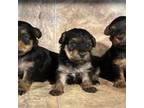 Yorkshire Terrier Puppy for sale in Bowersville, GA, USA