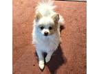 Pomeranian Puppy for sale in Spanaway, WA, USA