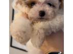 Poodle (Toy) Puppy for sale in Lake Alfred, FL, USA