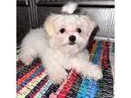 Maltese Puppy for sale in Wichita, KS, USA