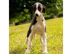 Whippet Puppy for sale in Gentry, AR, USA