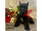 AKC Stormy