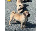 Pug male Chantelas litter