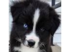 Miniature Australian Shepherd Puppy for sale in Colorado Springs, CO, USA