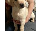 Labrador Retriever Puppy for sale in Vancouver, WA, USA