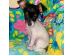 Chorkie Puppy for sale in Allendale, MI, USA