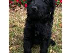 Goldendoodle Puppy for sale in Jackson, GA, USA