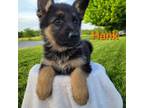 German Shepherd Dog Puppy for sale in Auburn, KY, USA