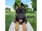 German Shepherd Dog Puppy for sale in Auburn, KY, USA