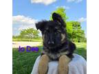 German Shepherd Dog Puppy for sale in Auburn, KY, USA