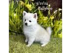 Mini Husky-BALLYHOO
