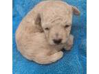 Poodle (Toy) Puppy for sale in Eatonton, GA, USA