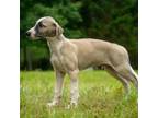 Whippet Puppy for sale in Gentry, AR, USA