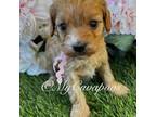 Cavapoo Puppy for sale in Colbert, WA, USA