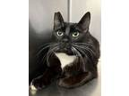 Adopt Feral Jean a Domestic Short Hair