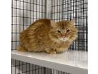 Adopt Ginger a Domestic Long Hair