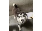 Adopt Tiana a Husky