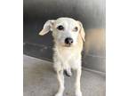 Adopt RESCUE PARTNER ONLY: SKIPPER a Terrier, Mixed Breed