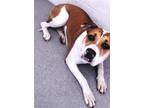 Adopt RESCUE PARTNER ONLY: SUSIE Q a Pit Bull Terrier, Boxer