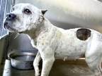 Adopt BLOSSOM a Pit Bull Terrier