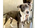 Adopt RACHEL a Pit Bull Terrier, Mixed Breed