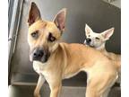 Adopt BELLA a German Shepherd Dog, Pit Bull Terrier