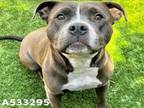 Adopt DORA a Pit Bull Terrier