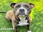 Adopt A533295 a Pit Bull Terrier