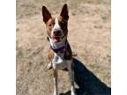 Adopt MAYA a Australian Cattle Dog / Blue Heeler