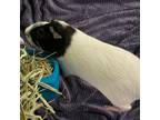 Adopt PIGGY SUE a Guinea Pig