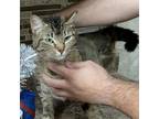 Adopt 0570 a Domestic Short Hair