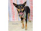 Adopt Puddin' a German Shepherd Dog, Australian Cattle Dog / Blue Heeler