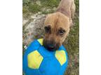 Adopt Cocoa a Terrier, Mixed Breed