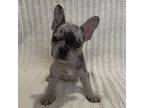 French Bulldog Puppy for sale in Hialeah, FL, USA